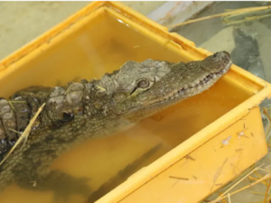 “Mahzooz” the Lucky Nile Crocodile in Jordan Finally Makes it Back Home