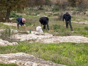 In the Yarmouk Forest Reserve 