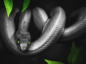 تفسير رؤية الثعبان الكبير في المنام