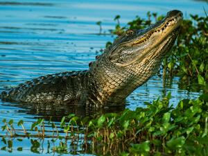 ما تفسير رؤية التماسيح في المنام؟