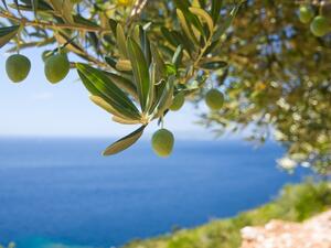 ما معنى الحلم بشجرة الزيتون في المنام؟