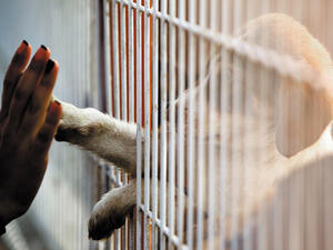 ‘Adopt, don’t shop’ number one motto for Saudi pet shelters