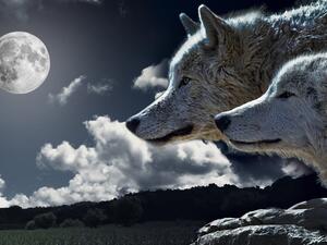 ما تفسير رؤية الذئاب في المنام؟