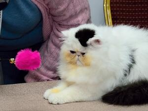 Cats 