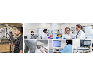 QF’s EVMC Launches Inara - Qatar’s First Equine Biobank