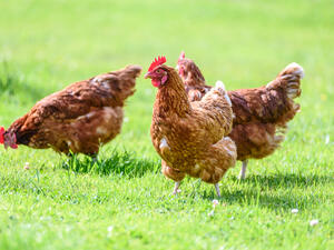 Majid Al Futtaim Commits to Cage-Free Eggs Under New Animal Welfare Policy in a Regional First