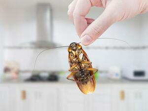 الصرصور في الأحلام الرسائل الروحية والرمزية