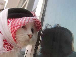 مسابقة ملكة جمال القطط في الأردن