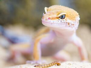 السحالي في الأحلام فأل خير أم نذير شر؟