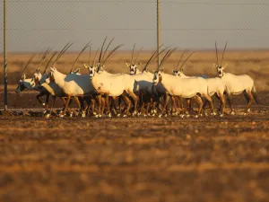 المها أحد أندر الأنواع البرية التي تعيش في الأردن