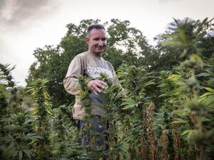 A villager stands in a field of cannabis near the town of Ketama in Morocco
