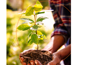 Mastercard Expands the Priceless Planet Coalition’s Forest Restoration Effort