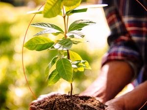 Mastercard’s Priceless Planet Coalition Expands Forest Restoration Effort