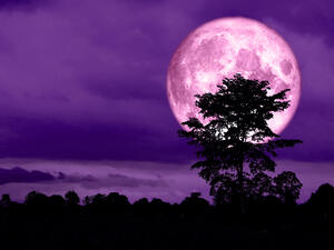 Pink Moon