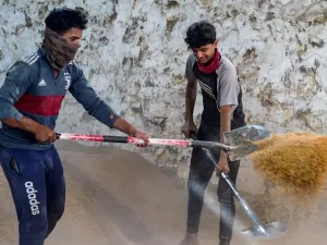 أرز العنبر
