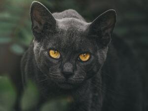 ماذا تعني القطط في أحلامنا؟