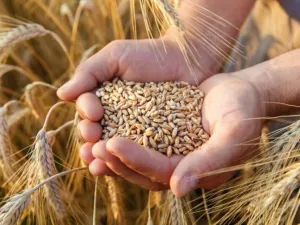 الحرب في أوكرانيا كشفت الطبيعة المترابطة وهشاشة النظم الزراعية