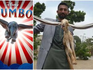 الماعز سيمبا والفيل دامبو 