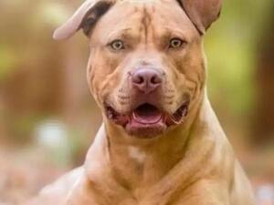 معذب الكلب بالطوب