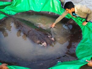 كمبودي يصطاد أضخم سمكة مياه عذبة في العالم