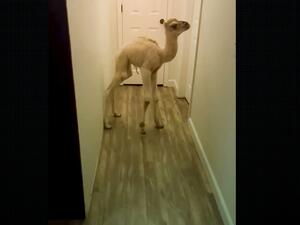 سعودية تربي جمل كحيوان أليف داخل منزلها