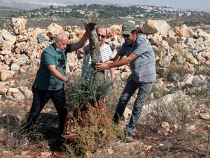 Jewish settlers uprooting olive trees 