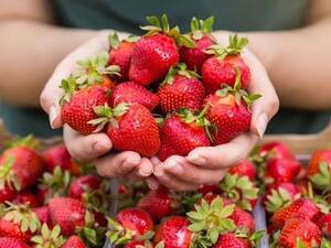 تفسير حلم المرأة الحامل بقطف الفراولة