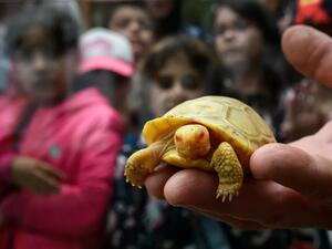 سلحفاة مصابة بالمُهق أو البُهاق