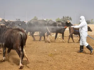 الحمة النزفية