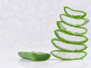 هل يعالج الصبار النقرس أو أعراضه ؟
