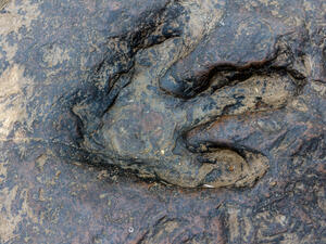 Dinosaur Footprints