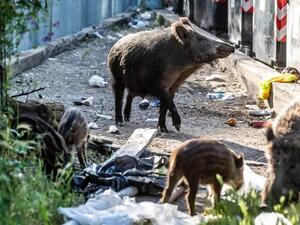 الخنازير البرية تغزو شوارع روما 