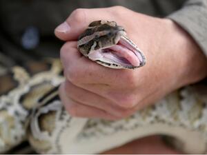 تفسير قتل وأكل الثعبان في الحلم