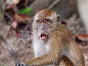 جدري القرود