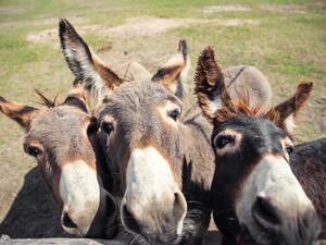 Donkeys 