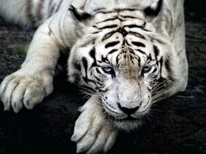 تفسير رؤية النمر الأبيض في الحلم ؟