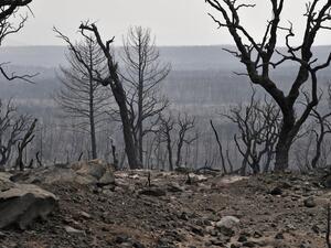 Forest Fires