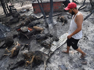 وقاوم اكثر من  1700 عنصر إطفاء لاحتواء نحو 20 حريقا 