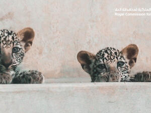 ولادة أنثيين من النمر العربي في العلا (الصورة: الهيئة الملكية لمحافظة العلا)