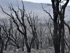 حرائق الجزائر