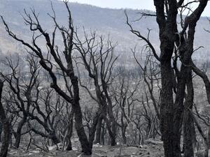 حرائق الجزائر