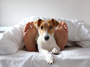 sex with animals