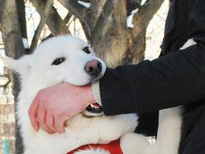 تفسير رؤية كلب أبيض شرس في المنام