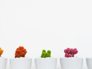 أسرار الألوان والاتجاهات وفقاً لمبادئ فنغ شوي