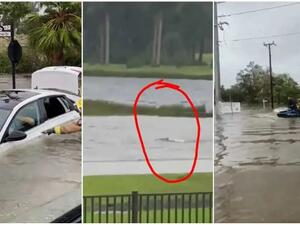 أسماك القرش تسبح في شوارع فلوريدا