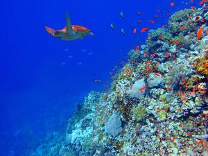 Aqaba sea corals 