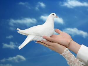 تفسير رؤية الحمامة في المنام
