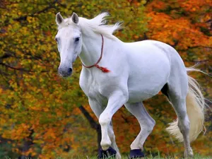 تفسير رؤية ركوب الخيل