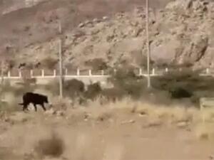 حيوان غريب يثير الذعر في السعودية