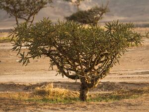 Environment Society of Oman marks Oman Tree Day with a publication celebrating Frankincense